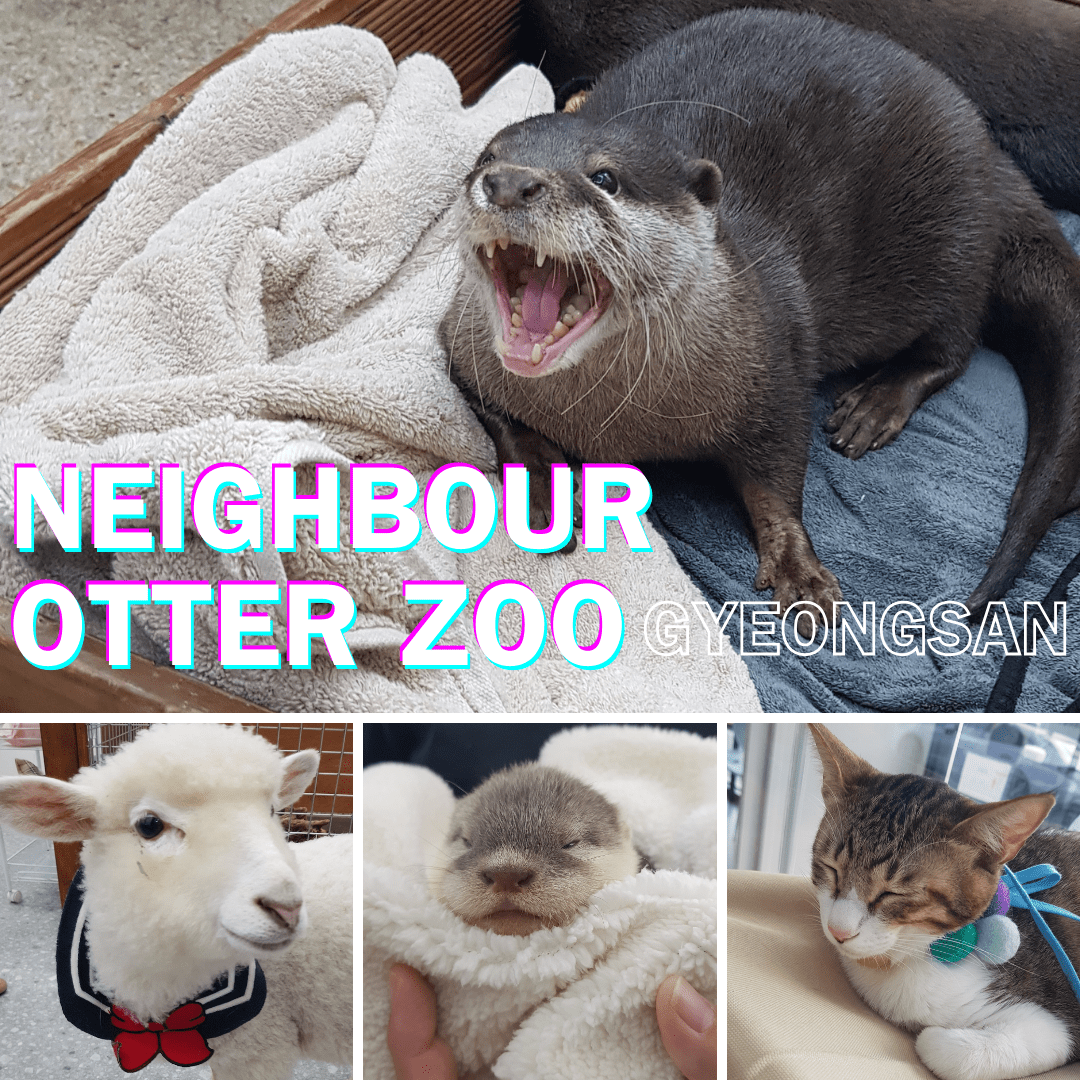 Neighbour Otter Zoo *NEW LOCATION* (이웃집수달) –&nbsp;Gyeongsan